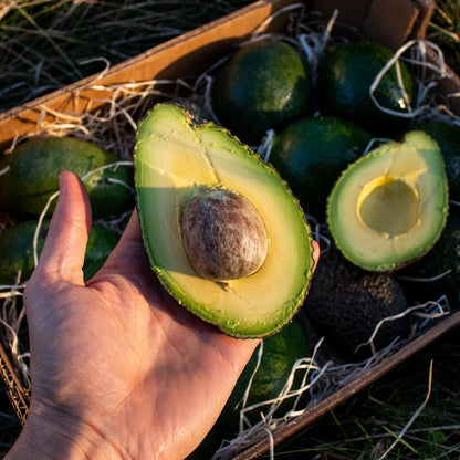 Avocado Sorten-Mix