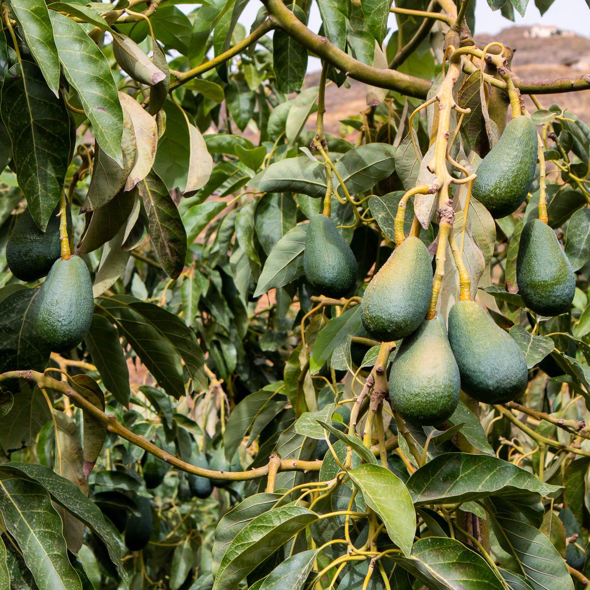 Avocado Sorten-Mix