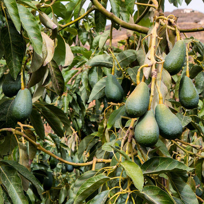 Avocado Sorten-Mix