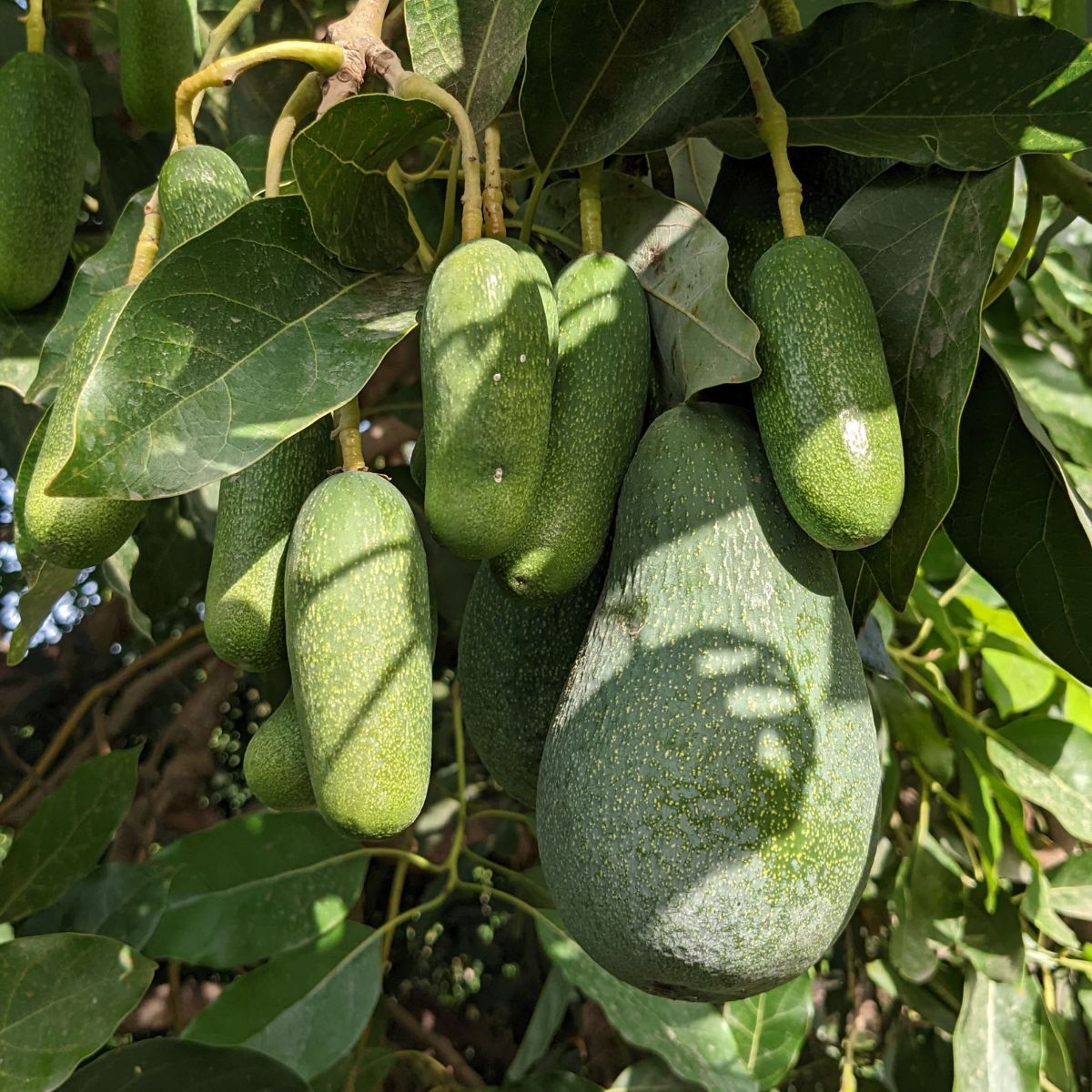 Avocado Cocktail Fuerte