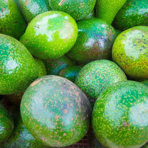 Avocat sauvage