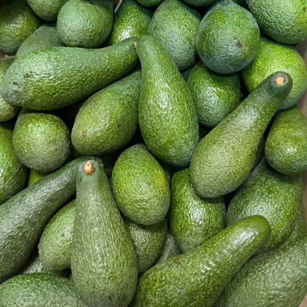 Avocat sauvage