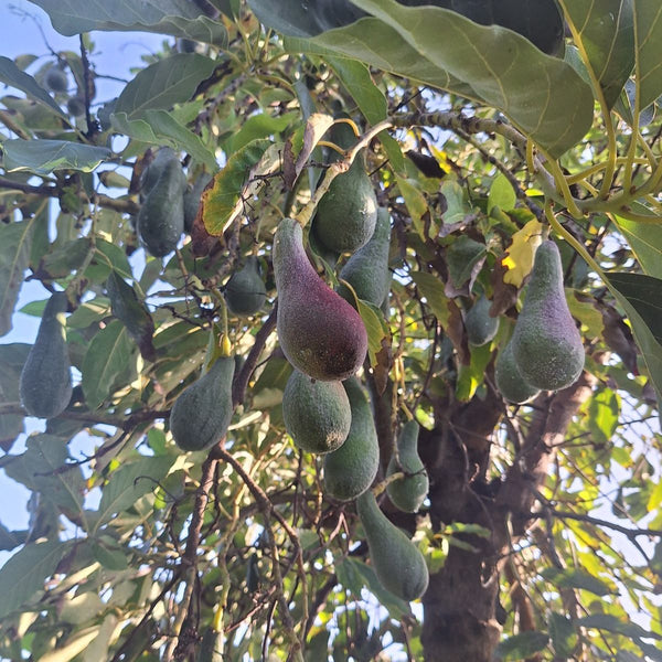 Avocat sauvage