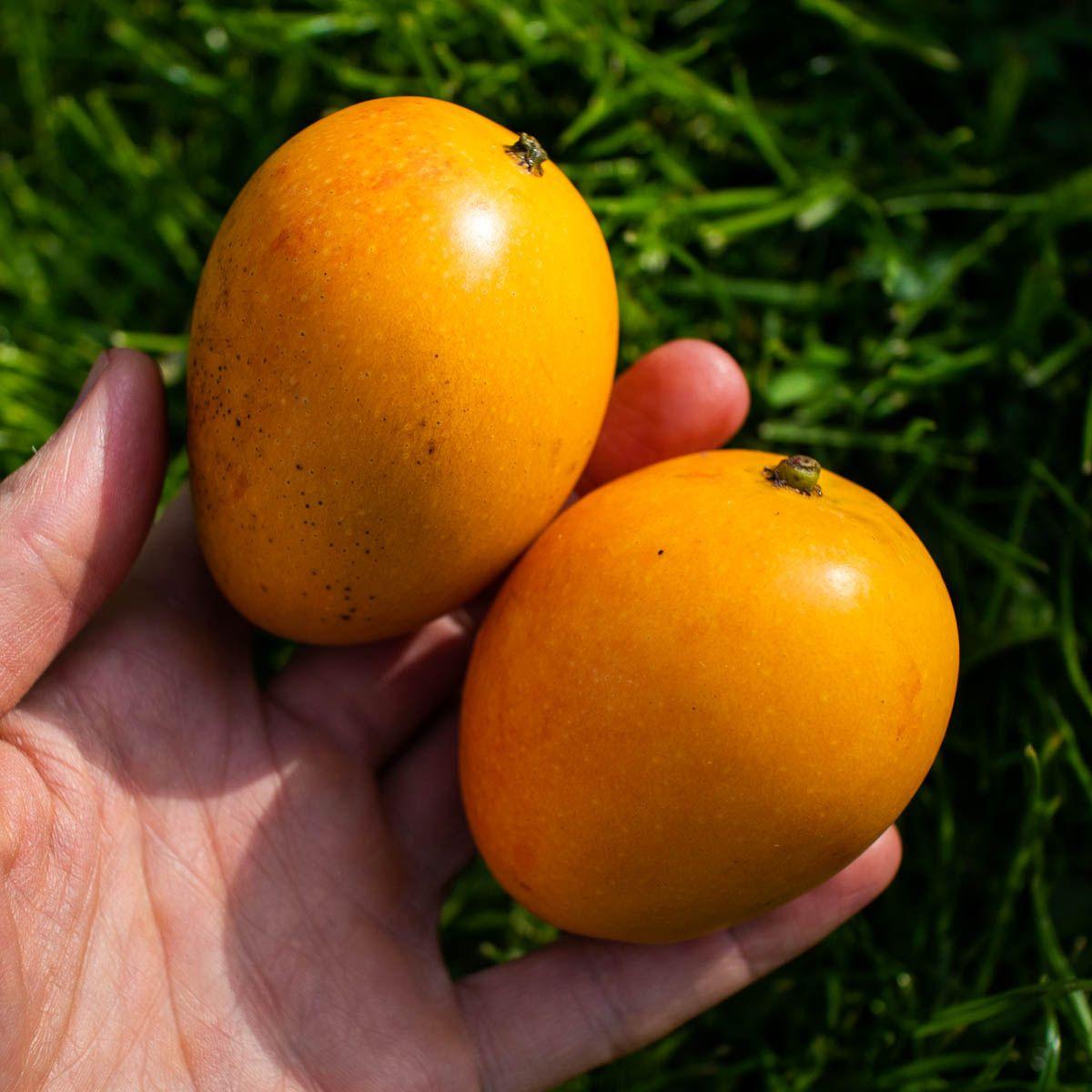 Baby Mango Azucar