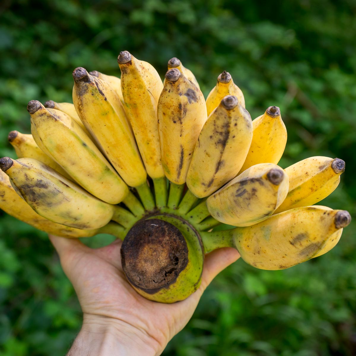 Banana Namwa Delivered Fresh - buy at Jurassic Fruit