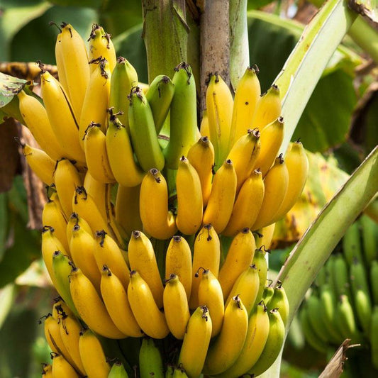Banana Cavendish