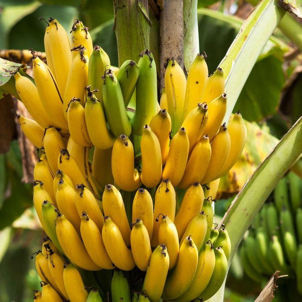 Banane Cavendish