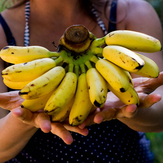Banana Khai