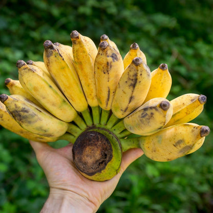 Banane Namwa