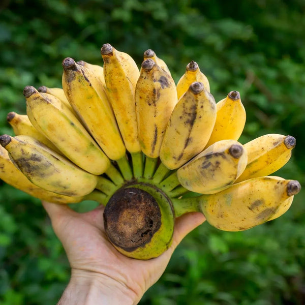 Banana Namwa