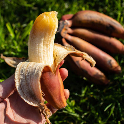 Banana Red