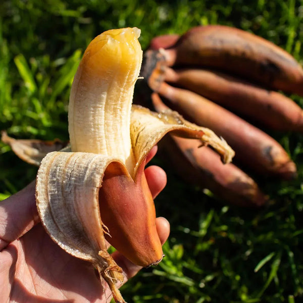 Banana Red