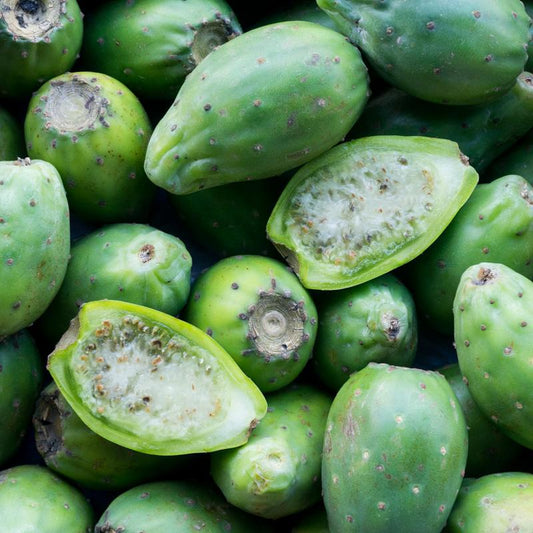 Barbary Fig (spikeless)