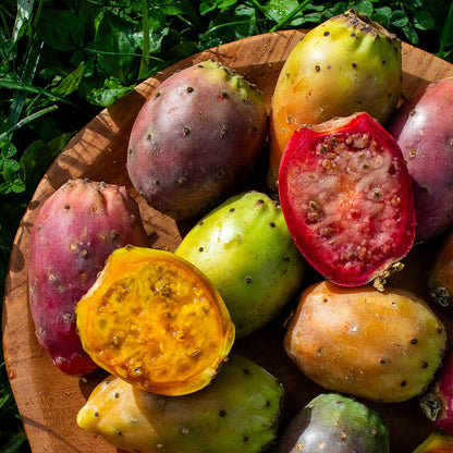 Barbary Fig