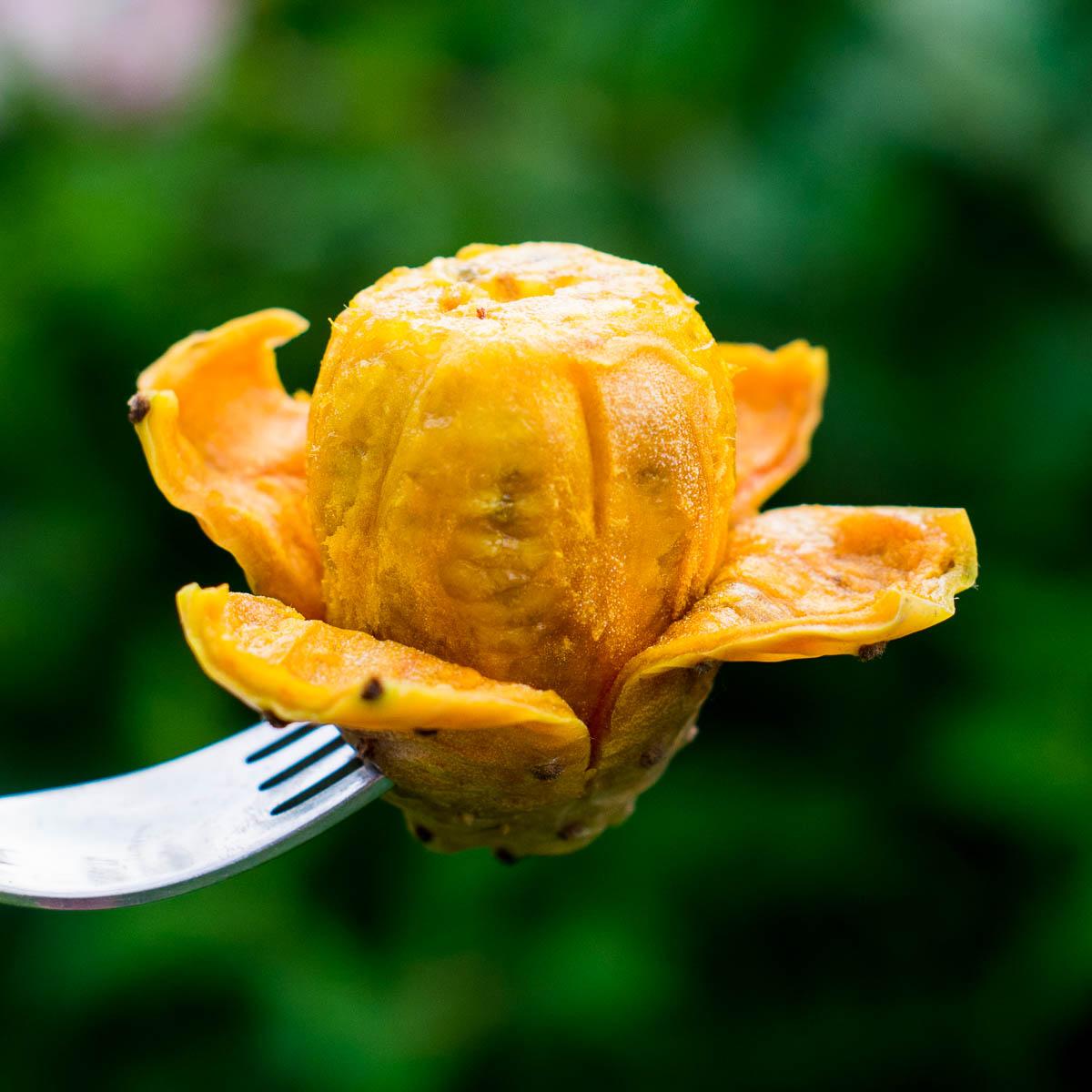 Barbary Fig