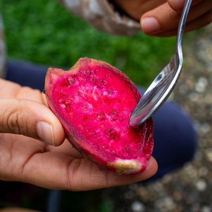 Barbary Fig