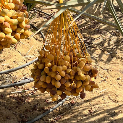 Date Barhi Gold Fresh and Juicy | New harvest
