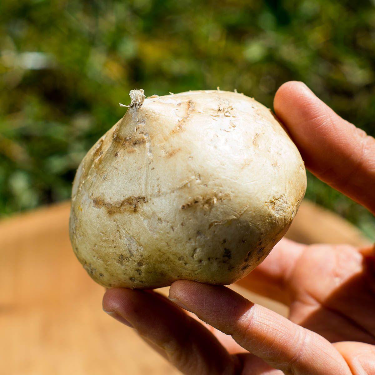 Bengkoang (Jicama)
