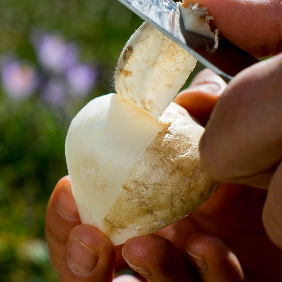 Bengkoang (Jicama)