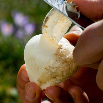 Bengkoang (Jicama)