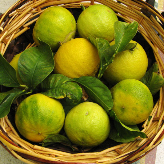 Bergamot orange
