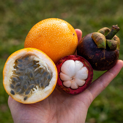 Box Mangostan süße Grenadilla