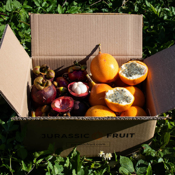 Box Mangoustan Grenadille