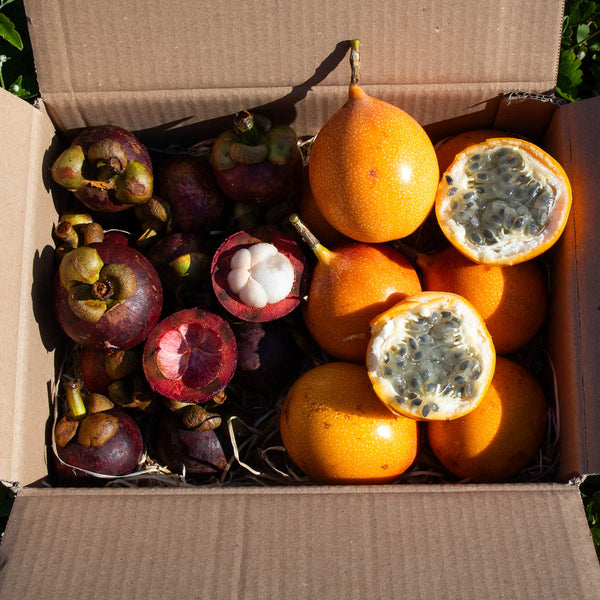 Box Mangoustan Grenadille