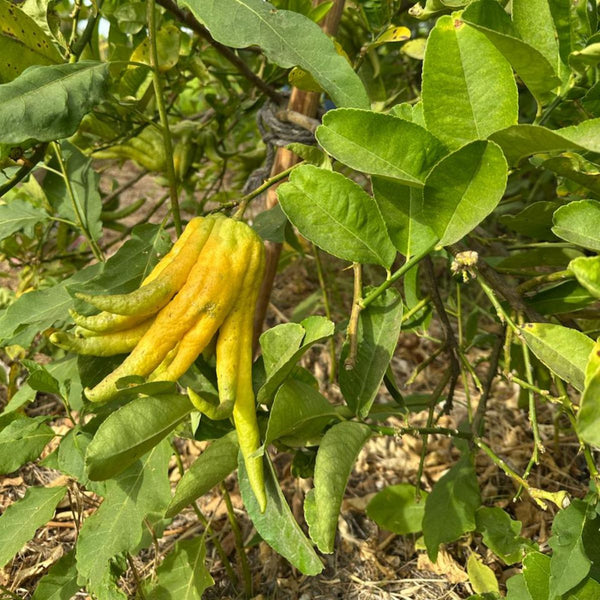 Buddhas Hand