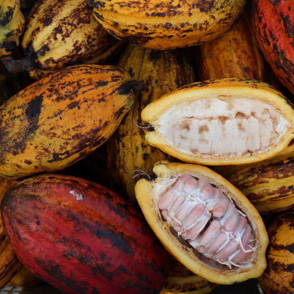 Cacao Beans (Cocoa) peeled dried