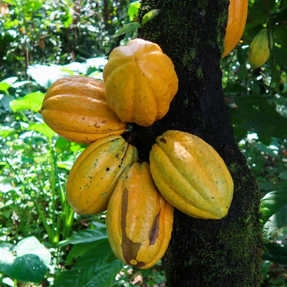 Cacao Nibs (Cocoa Nibs) dried
