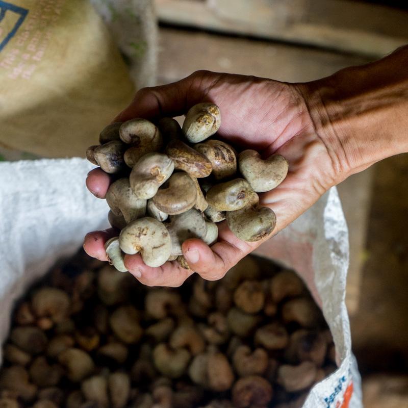 Cashew nut with skin