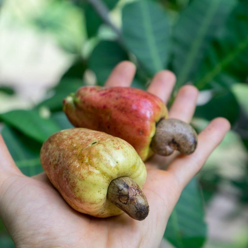 Cashewkerne
