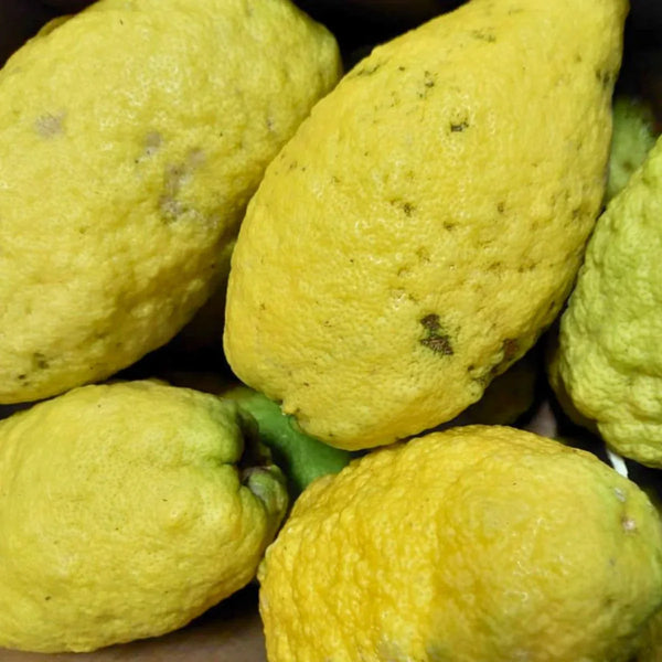 Cedrate (Citron)