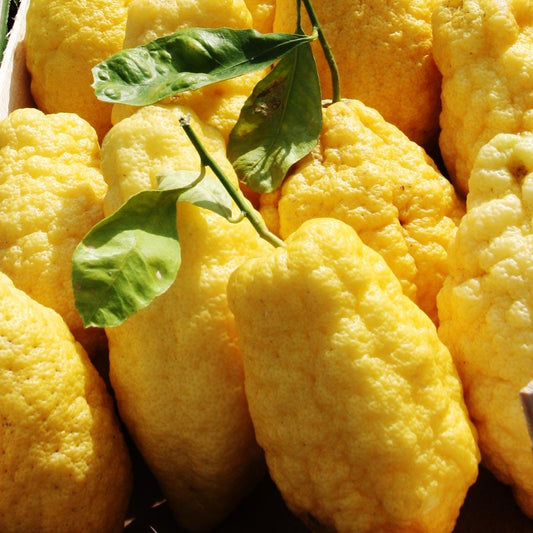 Cedrate (Citron)
