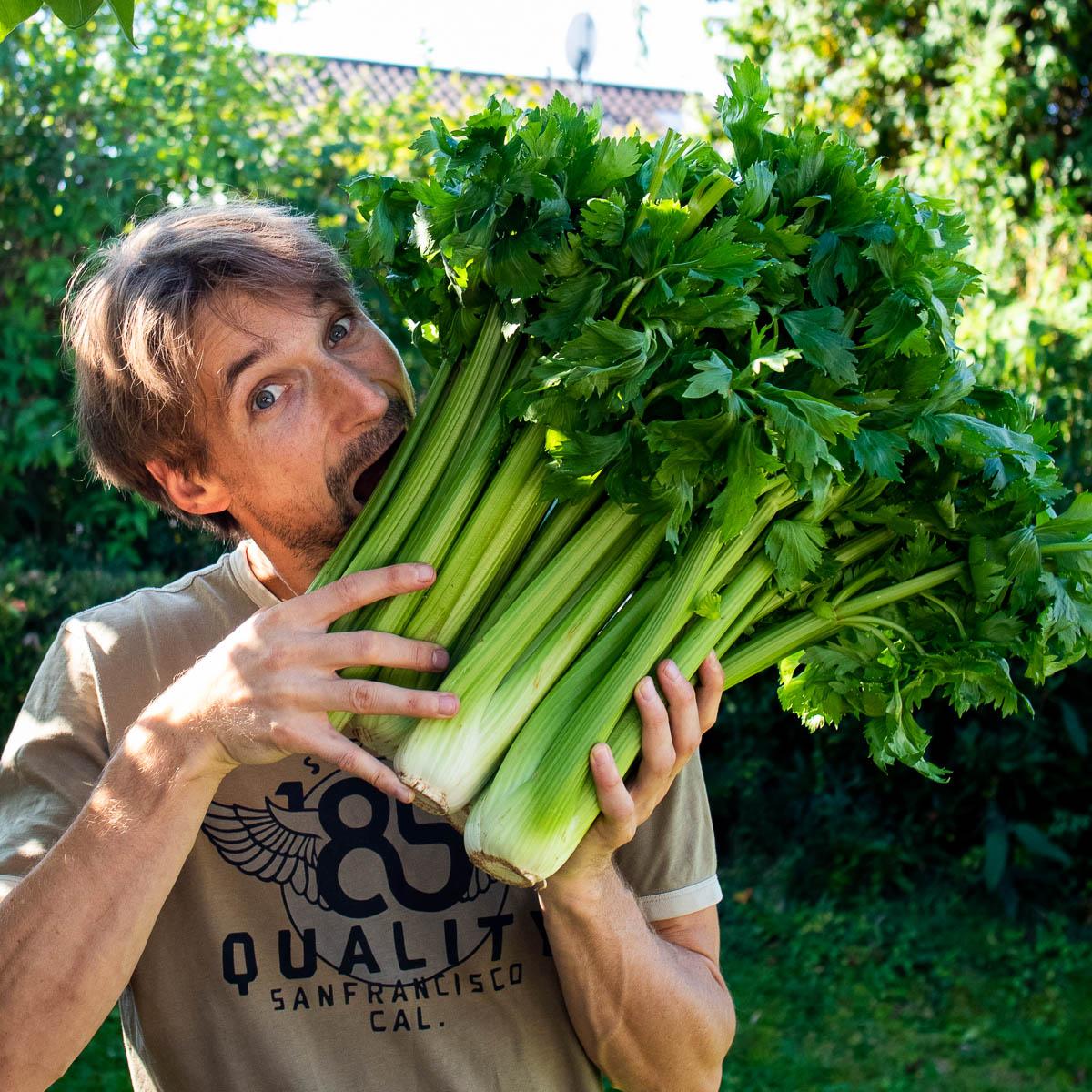 Celery stalk