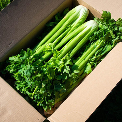 Celery stalk