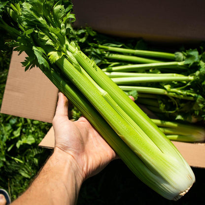 Celery stalk