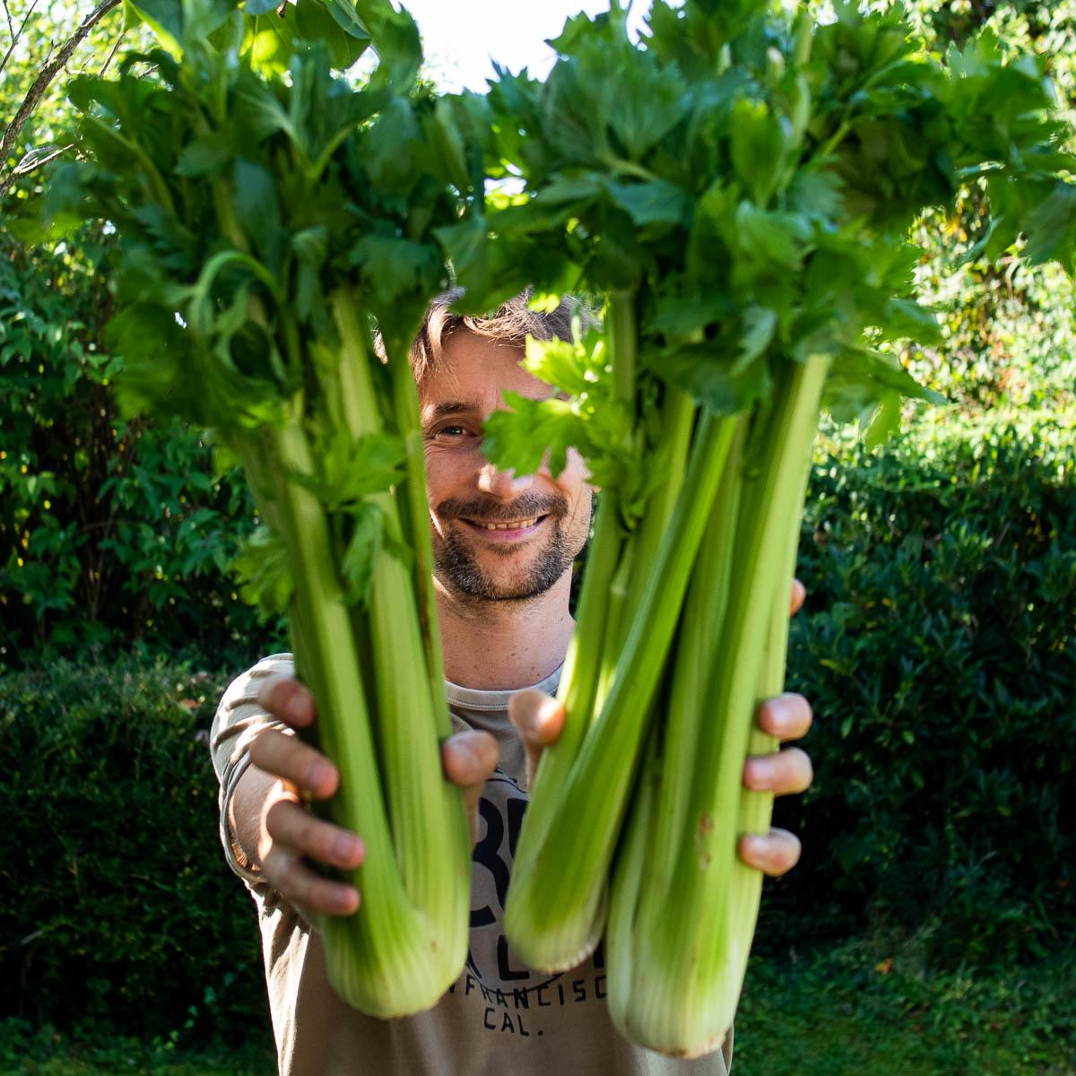 Celery stalk