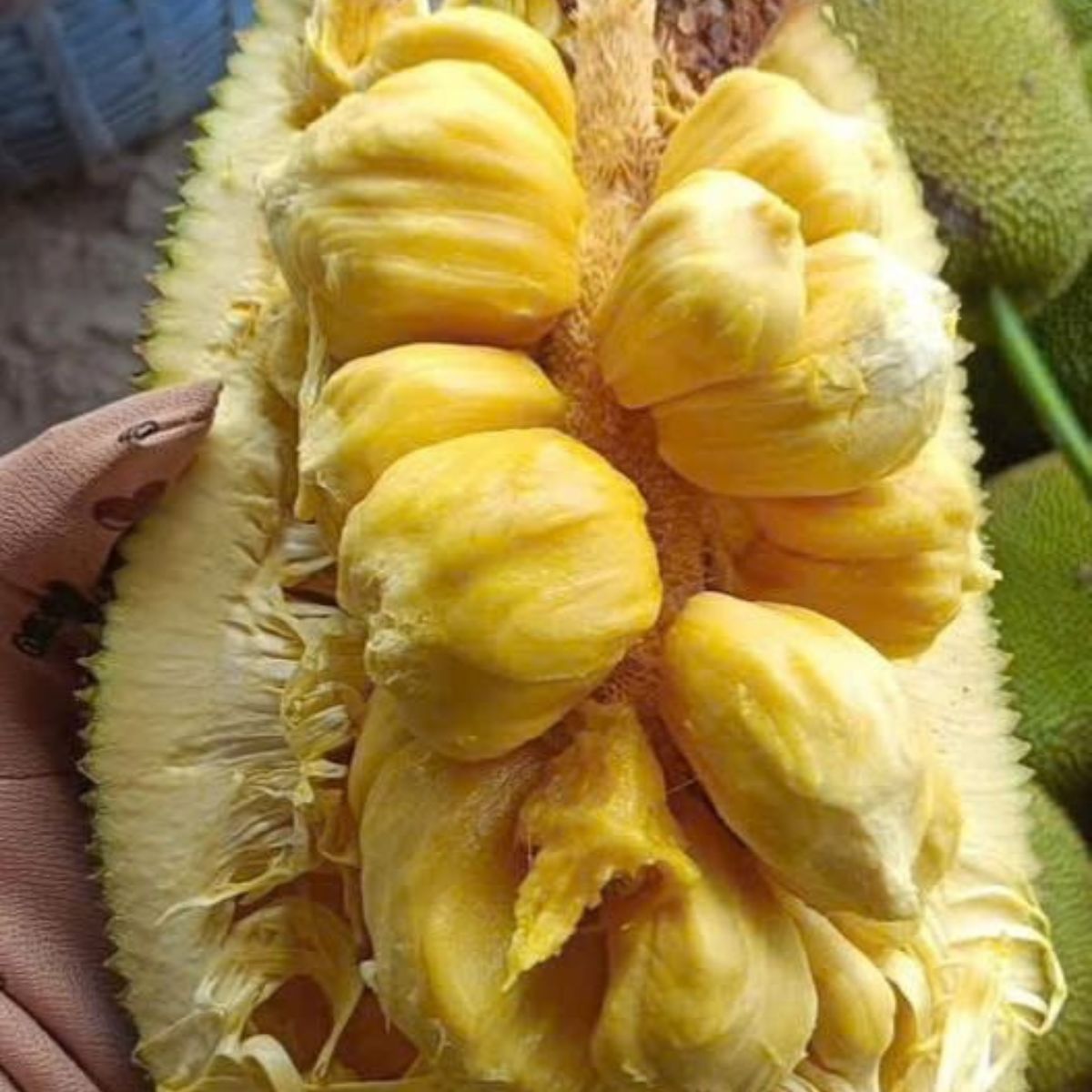Cempedak Kapa