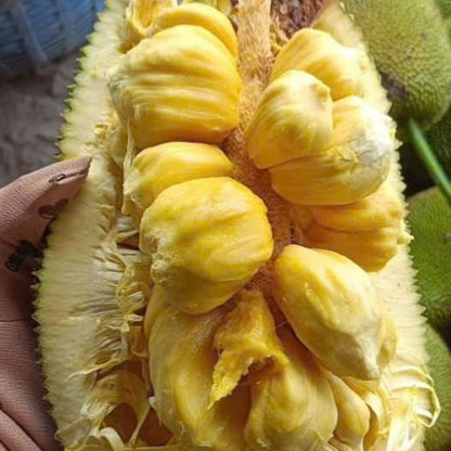 Cempedak Kapa