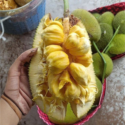 Cempedak Kapa