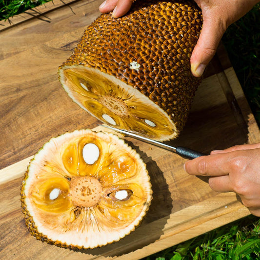Cempedak