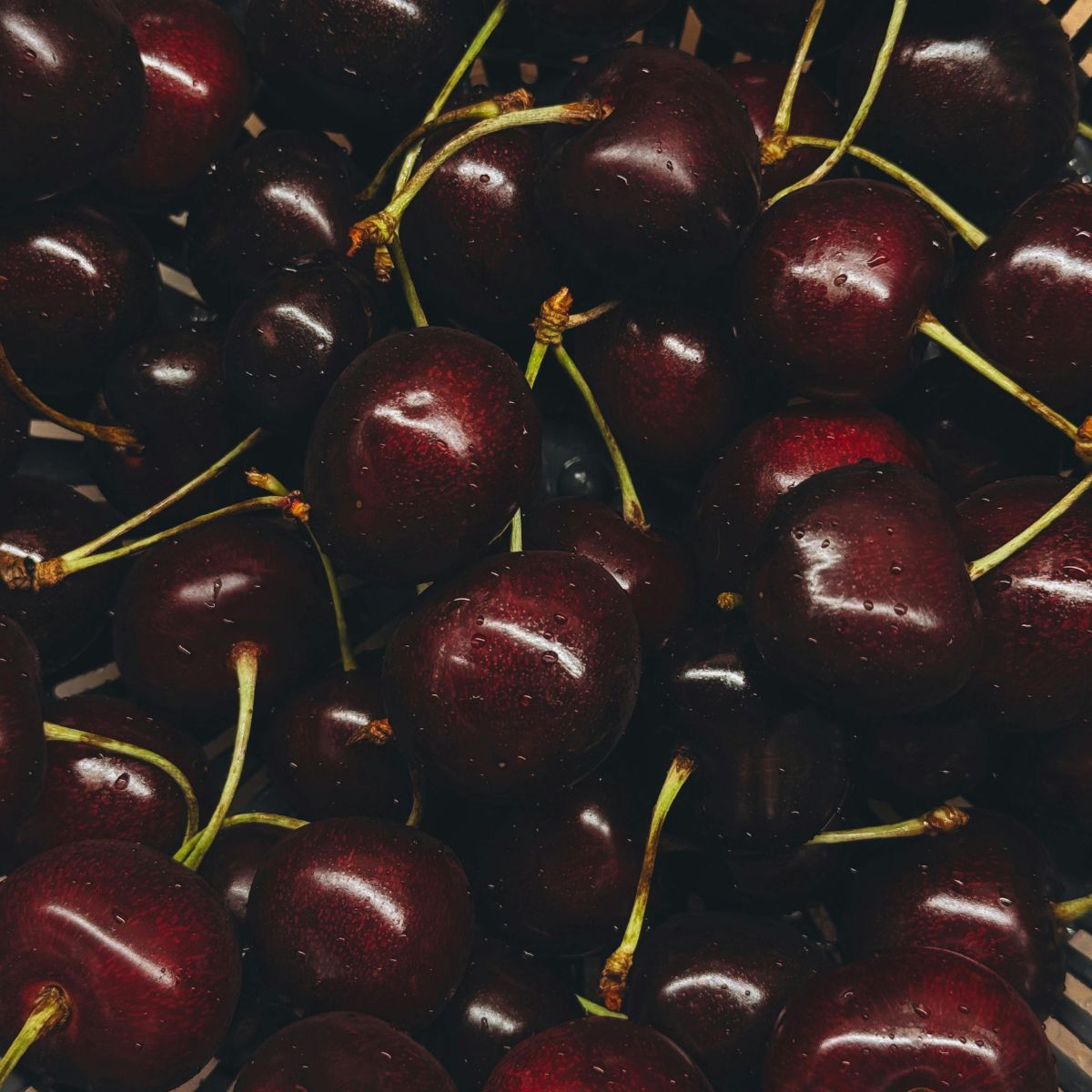 Cerise noire Sierra Nevada
