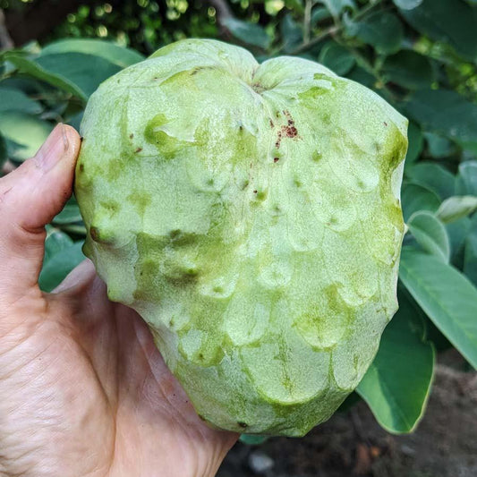 Chirimoya Campas