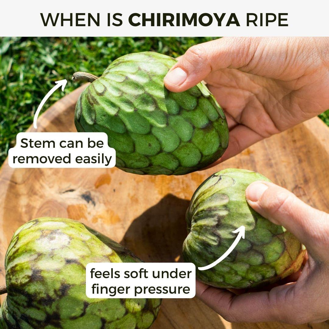 Chirimoya Campas