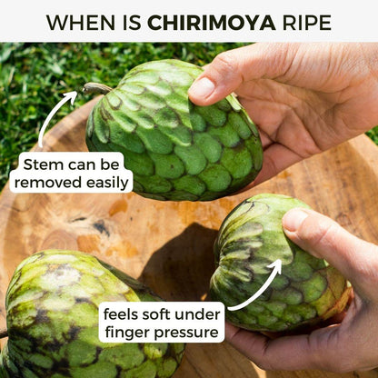 Chirimoya Campas