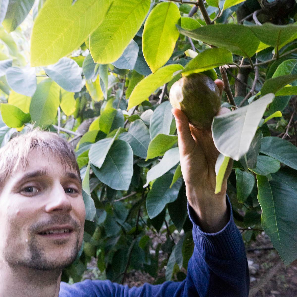 Cherimoya Extra aus Peru