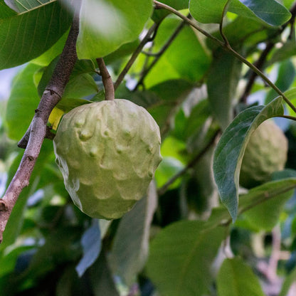 Cherimoya Extra aus Peru