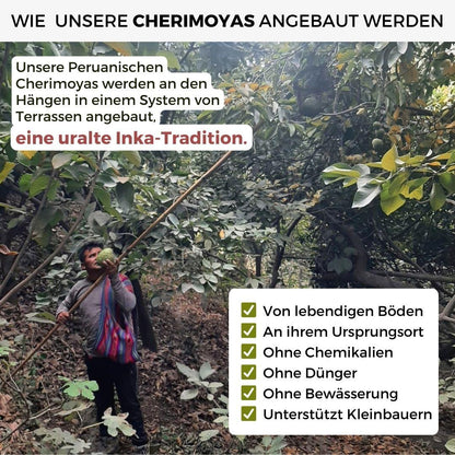 Cherimoya Extra aus Peru